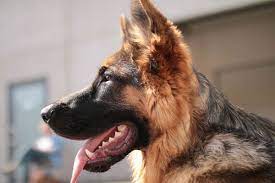 We did not find results for: What Can German Shepherds Not Eat Never Feed These 12 Foods To Your Gsd Anything German Shepherd