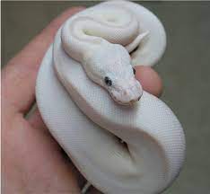 Pin On Reptiles