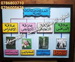 العلاقات بين الكائنات الحية teach arabic teaching projects to try