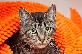 There can be a number of side effects, such as vomiting and hair loss, just as humans experience when going through chemotherapy. How To Express A Cat S Bladder