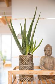 Maybe you would like to learn more about one of these? Echte Aloe Aloe Vera Gunstig Online Kaufen