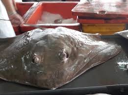 What's pandan and ciku in english? M On Twitter Local Names Oscellatedeagleray Pari Ayam Bowmouthguitarshark Yu H Gerrard Pari Bintang Seasaver Thewcs Http T Co 8vprqnloo6