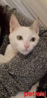 Petlebi Com On Twitter Manisa Kedi Sakiz Omurluk Yuvasini Ariyor Https T Co Hovomuqdya