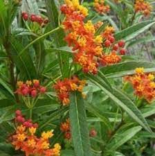 Red Milkweed Butterfly Bush Etsy In 2021 Plants Deer Resistant Plants Milkweed