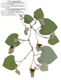 Image result for Aristolochiaceae