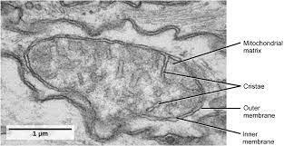 Because of the limited resolution of the light microscope, analysis of the details of cell structure has required the use of more powerful microscopic techniques—namely electron microscopy, which was developed in the 1930s and first applied to biological specimens by albert claude, keith porter, and george palade in the 1940s and 1950s. Mitochondria Eukaryotic Cells By Openstax Page 6 39 Jobilize
