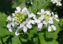 Image result for Setaria petiolata