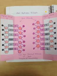 Dna Replication Foldable Inside Teaching Biology Biology Lessons Biology Interactive Notebook