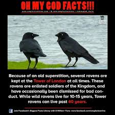 Ravens Weird Facts Animal Facts Crow Facts