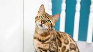 Whiskers over a dog's eyes, may appear to be in a peculiar place for hair to grow. Why Do Cats Have Whiskers 10 Fun Whisker Facts Purina