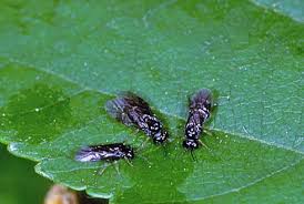 Top 'tourism gems' in ph revealed. Top 10 List Of Pests That Affect Houseplants Garden Org