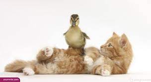 قطط ترقص يوتيوب العاب قطة شيرازية 2015 صور وخلفيات قطط قطة سيامي جميلة ترقص يوتيوب بيضاء شيرازية كيوت للبيع لم baby animals pictures animal antics cute animals