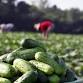 St. Joe Pickle Festival 2025