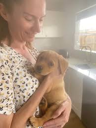Red fox lab puppy brings joy to family