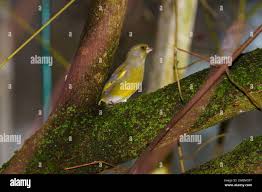 Image result for Chloris mossambicensis