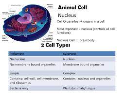 Light uses light waves as it's source of radiation and electron microscopes use electrons. Cell Organelles Edwin P Davis M Ed Ppt Download