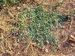 Image result for Tephrosia radicans