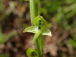 Image result for Habenaria tenuispica