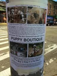 The best 10 pet stores in brooklyn, ny. Bensonhurst Puppy Dealer Scrutinized After Yorkie Death Updated Bklyner