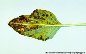 Image result for tomato seedling xanthomonas vesicatoria