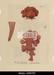 Image result for Flabellaria paniculata