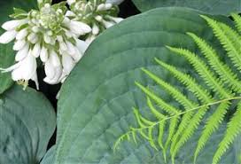 Check spelling or type a new query. Are Hosta Plants Really Poisonous Let S Find Out Gardenerdy