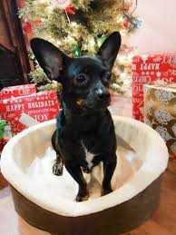 2 male teacup shorthaired chihuahua puppies available for adoption. Chihuahua Rescue Dog For Adoption In Cincinnati Ohio Pearl In Cincinnati Ohio Dog Adoption Rescue Dogs For Adoption Chihuahua Rescue