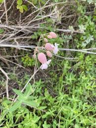 Image result for Silene kiwuensis