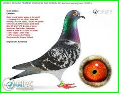  170 Burung Ideas In 2021 Bird Animals Pet Birds