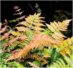 Image result for Dryopteridaceae