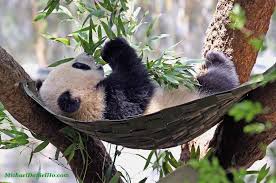 Wildlife Photography Wallpapers Wallpaper Cave See more ideas about wildlife photography tips, wildlife photography, photography tips. wildlife photography wallpapers