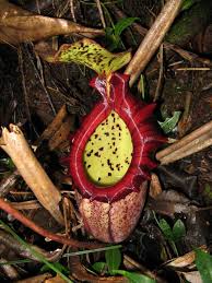 Nepenthes Alisaputrana Pitcher Plant Carnivorous Plants Unusual Flowers