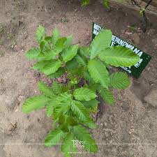 Image result for Markhamia lutea