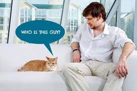 6 Skills You Need To Be A Great Cat Sitter The Catnip Times