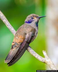 Image result for Melhania virescens