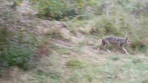 Its scientific name is canis and a binomial name is canis lupus. Wolf In The National Park Stock Footage Video 100 Royalty Free 25419386 Shutterstock