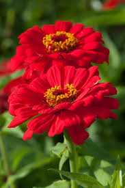Zinnia Elegans Coral Beauty Beautiful Flowers Zinnias Amazing Flowers