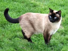 When selecting a siamese kitten, bear in mind that breeders usually make kittens available between twelve and sixteen weeks of age. Point Coloration Wikipedia
