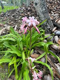 Image result for Crinum rautanenianum