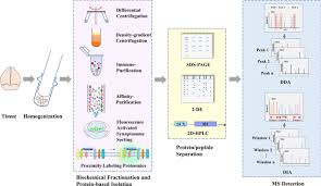 Proteomic Insights Into Synaptic Signaling In The Brain The Past Present And Future Molecular Brain Full Text