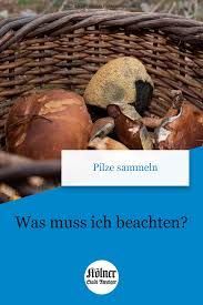 Tipps Fur Pilzsammler Pilze Pilze Sammeln Essen
