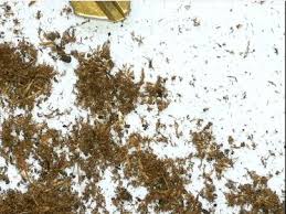That's why pest control is needed for controlling and eliminating termites that infest your home. Does This Look Like Termites Doityourself Com Community Forums