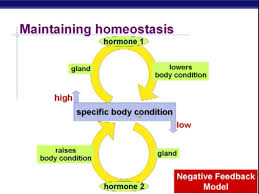 Negative Feedback Loop Homeostasis Human Body Systems Body Systems Anatomy And Physiology