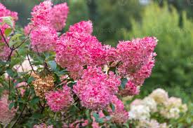 Image result for hydrangea paniculata vanille fraise