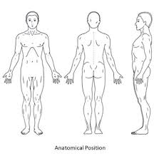 Body is erect, feet together, palms face forward and the thumbs point away from the body. Briefly Explain The Anatomical Position And Explain Why It Is Important Study Com
