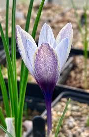 Image result for Kuloa michelsonii