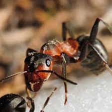 Here are the 7 best pest control services. Best Pest Control In Punjab Chandigarh Ludhiana Amritsar Mohali Professional About Us Best Bsj Pest Control Services In Punjab Chandigarh Cockroach Killer Gel Get Rid Of Roach Cockroach Removal Pest Control Best House
