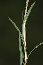 Image result for Lactuca glandulifera