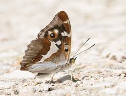 Image result for Apatura iris