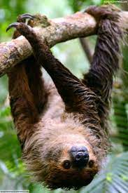 Sloth Facts For Kids Adults Pictures Information Video Discover This Awesome Slow Moving Rainforest Mammal Rainforest Animals Rainforest Animals List Amazon Rainforest Animals